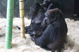 Bana, Rollie, infants 7.11.19b (Nayembi in background) - Lincoln Park Zoo